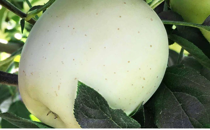 Loại táo trắng này sinh trưởng ở khí hậu nóng